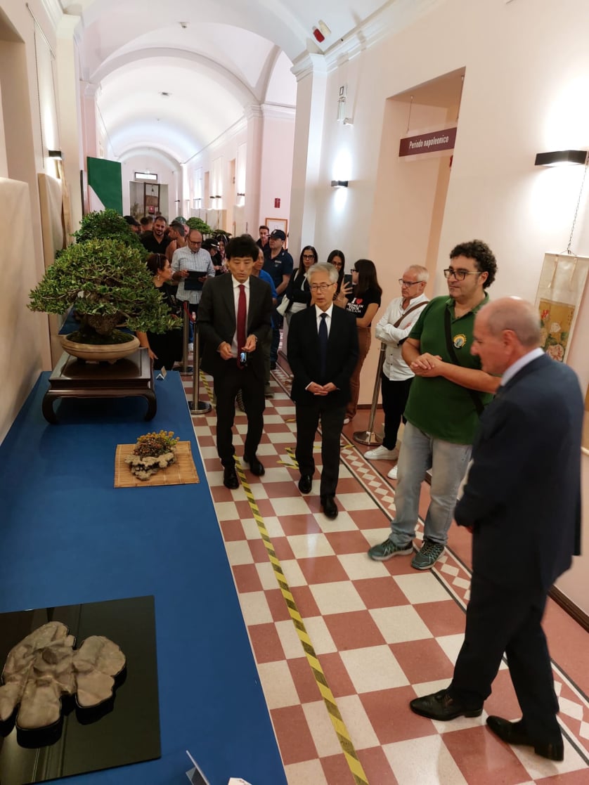 bonsai, suiseki, calabria, bonsai e suiseki perla dello jonio