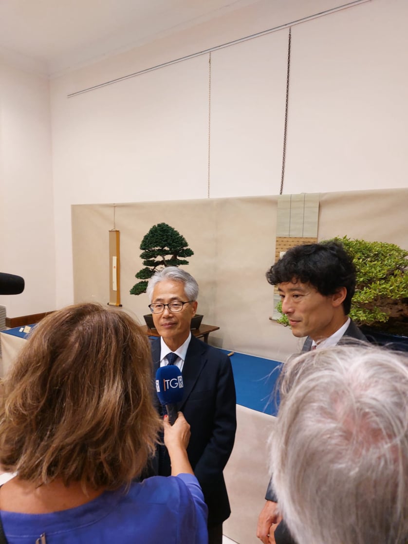 bonsai, suiseki, calabria, bonsai e suiseki perla dello jonio
