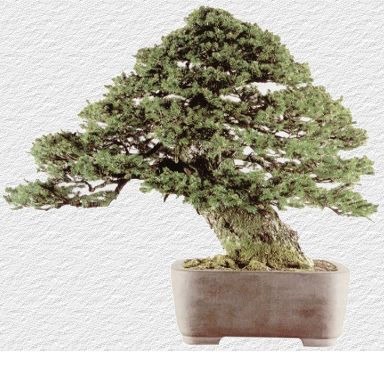 Pietre e Suiseki, Bonsai, Yamadori, Abete, Acero Campestre, Acero Palmato