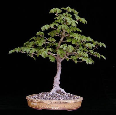 Pietre e Suiseki, Bonsai, Yamadori, Abete, Acero Campestre, Acero Palmato