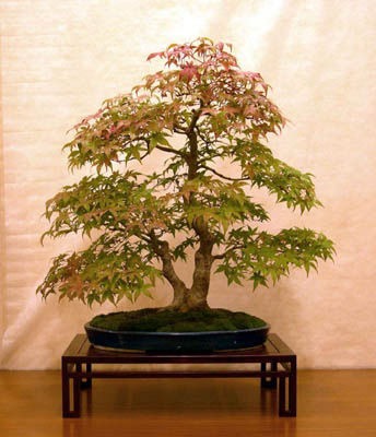 Pietre e Suiseki, Bonsai, Yamadori, Abete, Acero Campestre, Acero Palmato