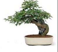 Pietre e Suiseki, Bonsai, Yamadori, Abete, Acero Campestre, Acero Palmato, Acero Tridente