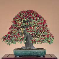 Pietre e Suiseki, Bonsai, Yamadori, Abete, Acero Campestre, Acero Palmato, Acero Tridente, Agrifoglio