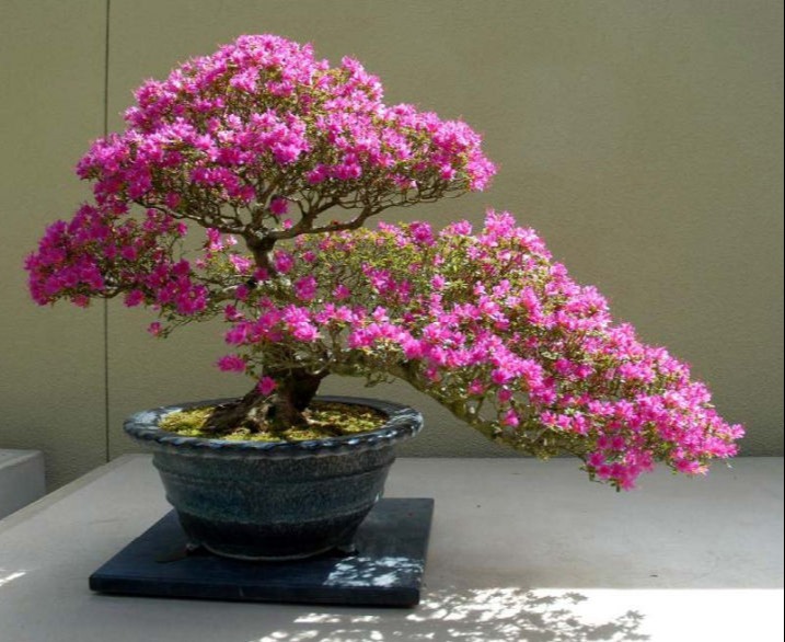Pietre e Suiseki, Bonsai, Yamadori, Abete, Acero Campestre, Acero Palmato, Acero Tridente, Agrifoglio,Rhoodendron  