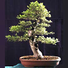 Pietre e Suiseki, Bonsai, Yamadori, Abete, Acero Campestre, Acero Palmato, Acero Tridente, Agrifoglio,Rhoodendron, Bagolaro