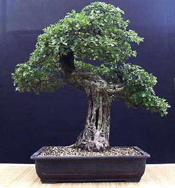 Pietre e Suiseki, Bonsai, Yamadori, Abete, Acero Campestre, Acero Palmato, Acero Tridente, Agrifoglio,Rhoodendron, Bagolaro, Biancospino