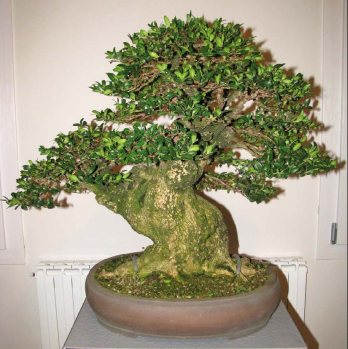 Pietre e Suiseki, Bonsai, Yamadori, Abete, Acero Campestre, Acero Palmato, Acero Tridente, Agrifoglio,Rhoodendron, Bagolaro, Biancospino, Bosso