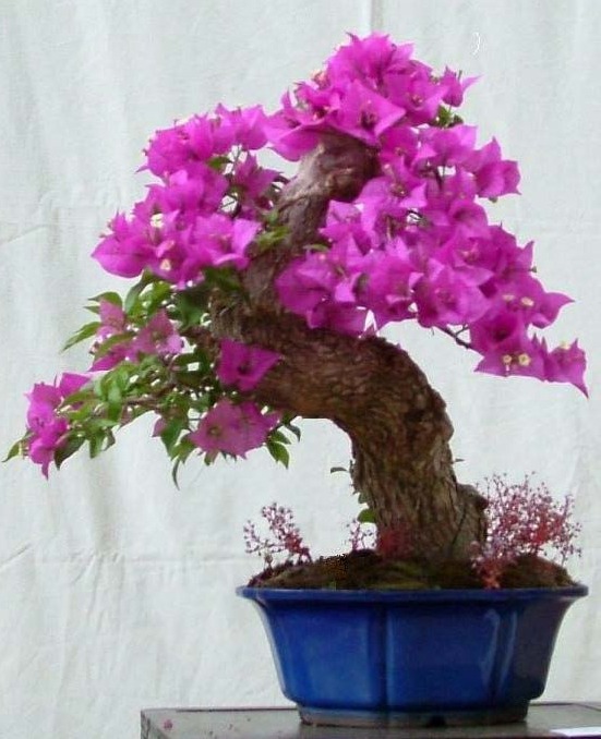 Pietre e Suiseki, Bonsai, Yamadori, Abete, Acero Campestre, Acero Palmato, Acero Tridente, Agrifoglio,Rhoodendron, Bagolaro, Biancospino, Bosso,BOUGUANVILLEA