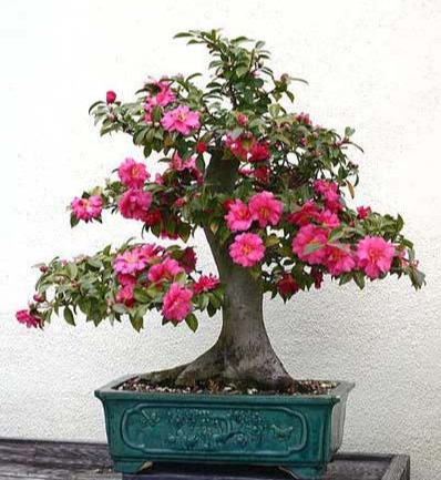 Pietre e Suiseki, Bonsai, Yamadori, Abete, Acero Campestre, Acero Palmato, Acero Tridente, Agrifoglio,Rhoodendron, Bagolaro, Biancospino, Bosso,BOUGUANVILLEA, CAMELA JAPONICA