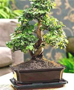 Pietre e Suiseki, Bonsai, Yamadori, Abete, Acero Campestre, Acero Palmato, Acero Tridente, Agrifoglio,Rhoodendron, Bagolaro, Biancospino, Bosso,BOUGUANVILLEA, CAMELA JAPONICA, CARMONA