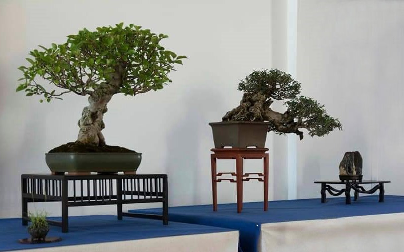 Pietre e Suiseki, Bonsai, Yamadori, Abete, Acero Campestre, Acero Palmato, Acero Tridente, Agrifoglio,Rhoodendron, Bagolaro, Biancospino, Bosso,BOUGUANVILLEA, CAMELA JAPONICA, CARMONA, caprino, QUercia