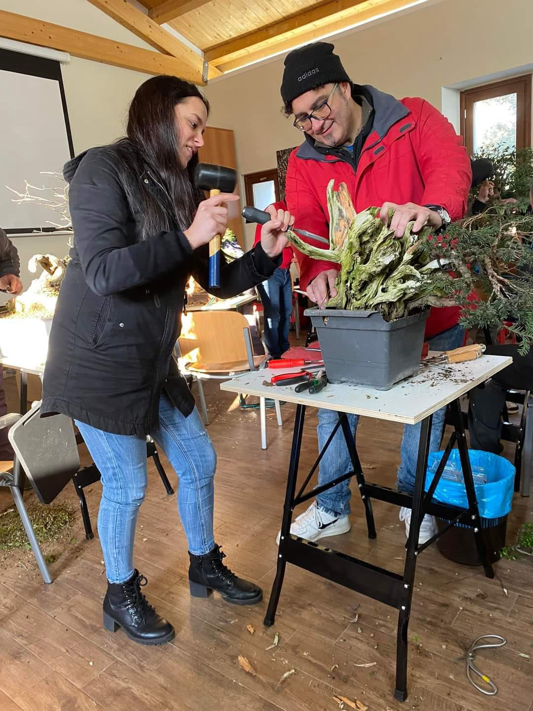bonsai, suiseki, legno secco 