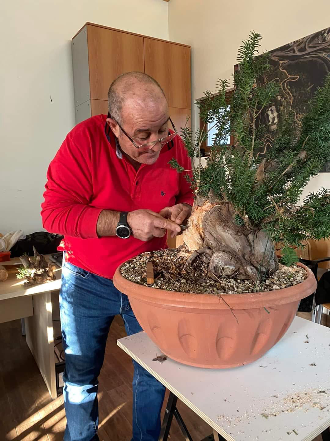 bonsai, suiseki, legna secco