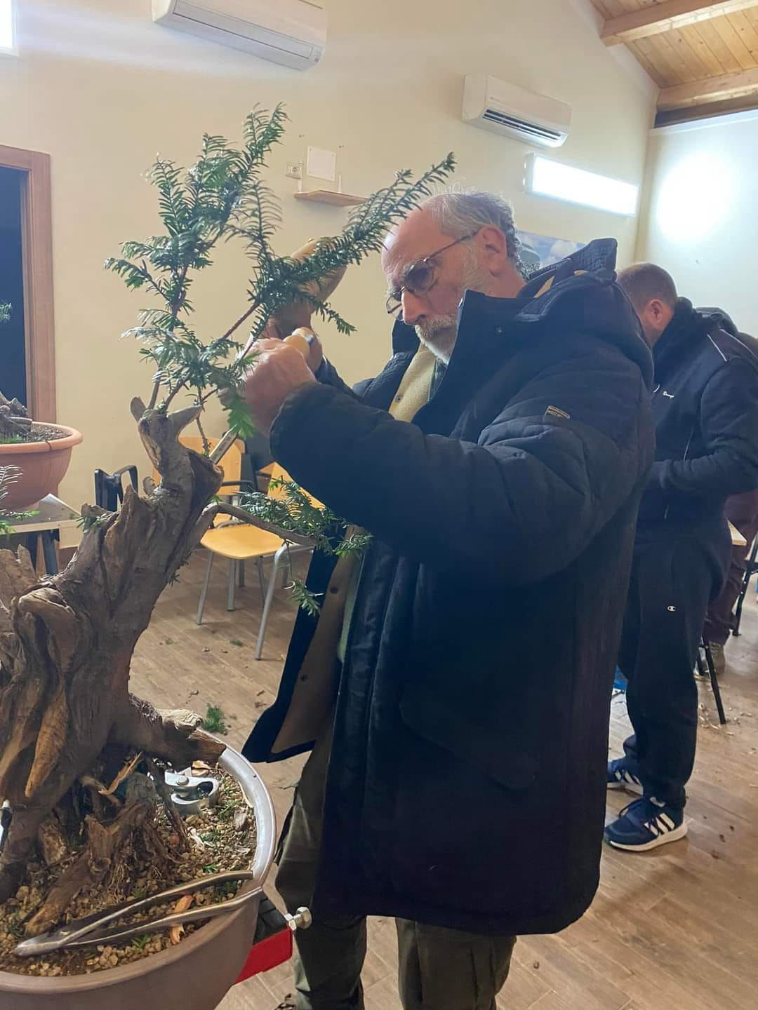 bonsai, suiseki, legno secco 