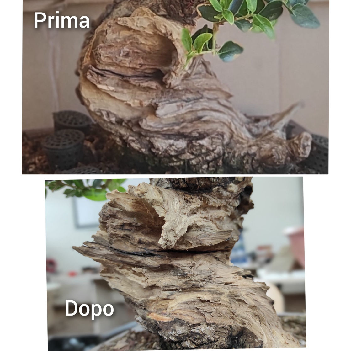 bonsai, suiseki, legna secco